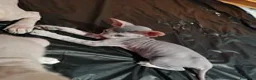 Sphynx gatti in vendita: Gattini Sphynx - Annuncio 2