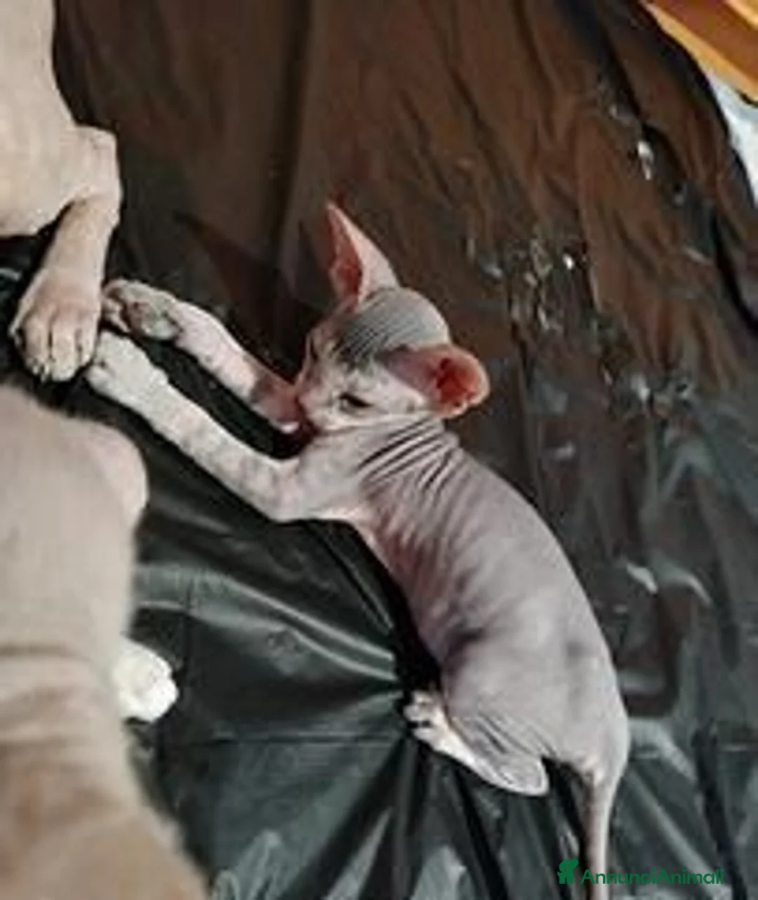 Sphynx gatti in vendita: Gattini Sphynx - Annuncio 2