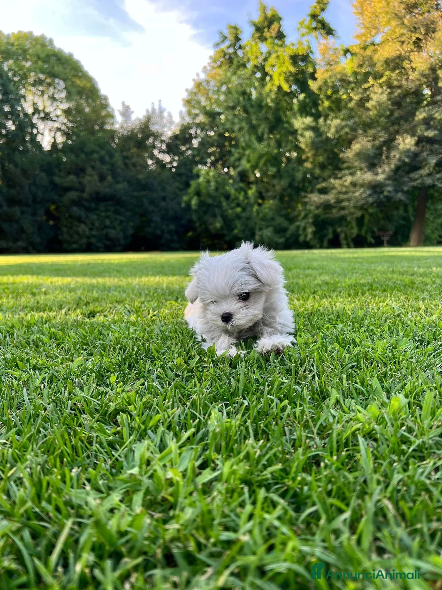 Maltese cani Piccoli maltesi con pedigree ENCI a Città metropolitana di Roma Capitale - Annuncio 15