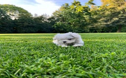 Maltese cani in vendita: Piccoli maltesi con pedigree ENCI a Città metropolitana di Roma Capitale - Immagine 1