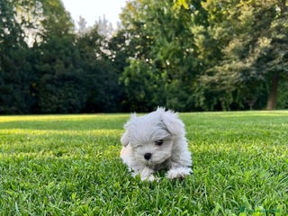 Maltese cani Piccoli maltesi con pedigree ENCI a Città metropolitana di Roma Capitale - Annuncio 18