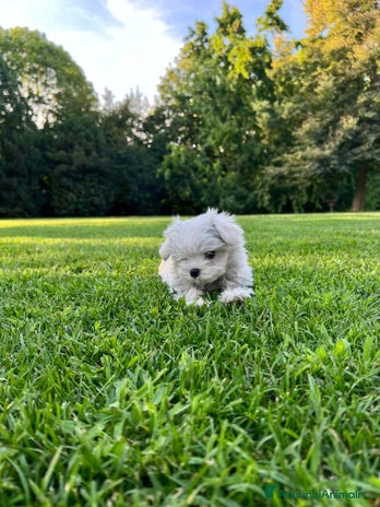 Maltese cani a Città metropolitana di Roma Capitale - Annuncio 9