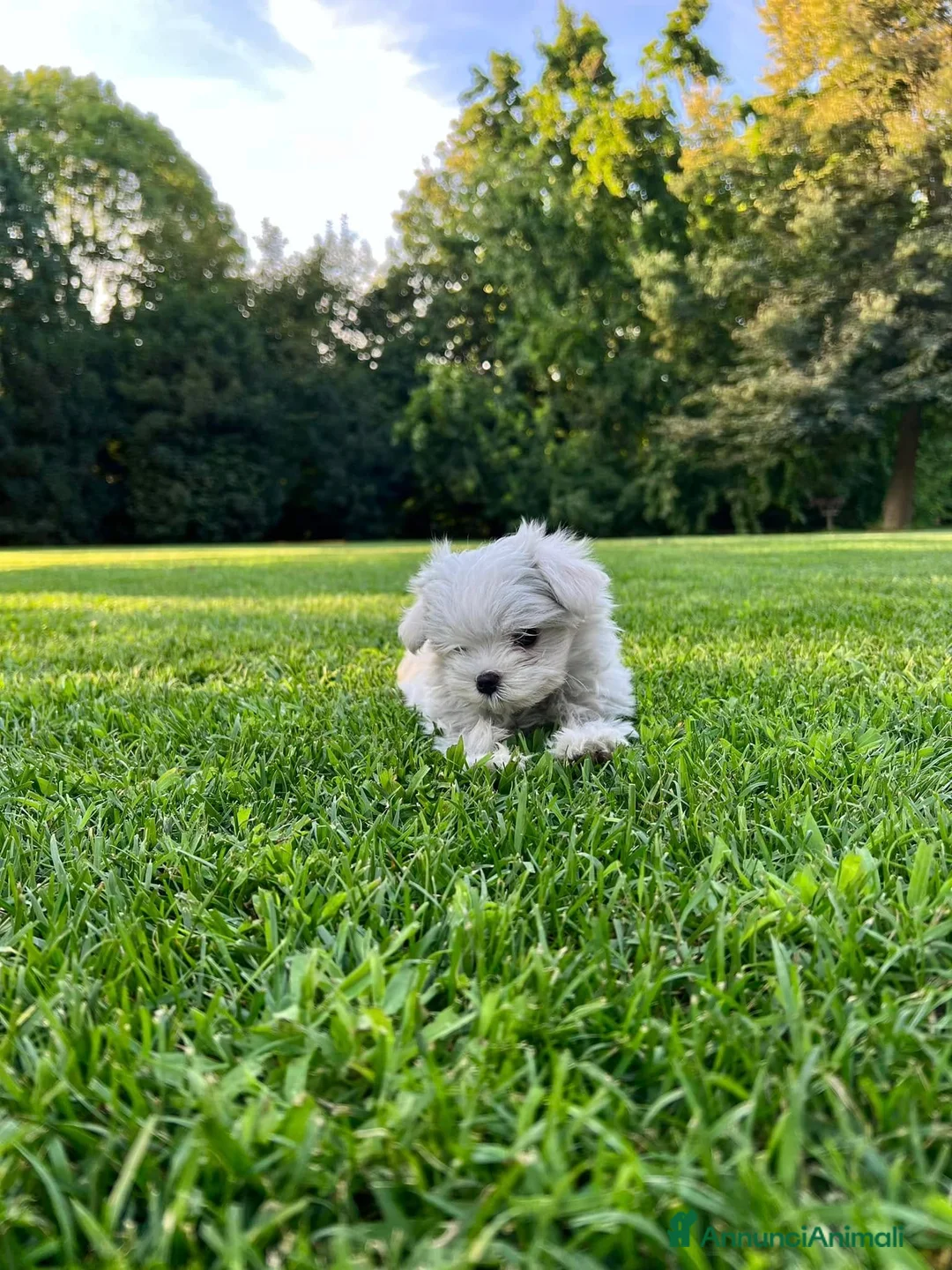 Maltese cani in vendita: Piccoli maltesi con pedigree ENCI a Città metropolitana di Roma Capitale - Annuncio 1