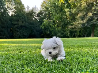Maltese cani Piccoli maltesi con pedigree ENCI a Città metropolitana di Roma Capitale - Annuncio 10
