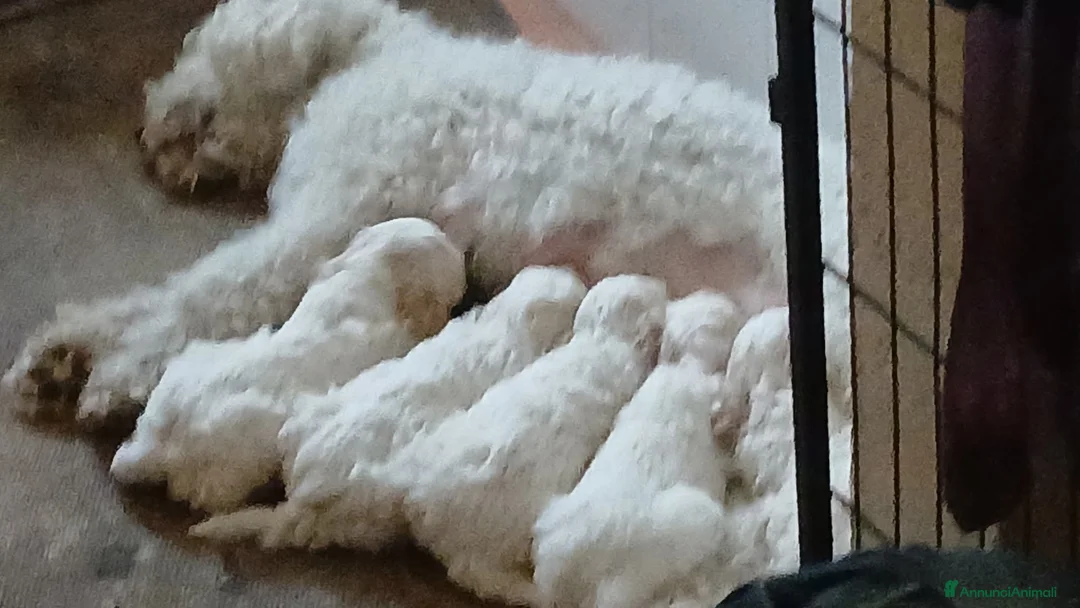 Lagotto cani in vendita: Cuccioli di 3 mesi Lagotti romagnoli  - Annuncio 2