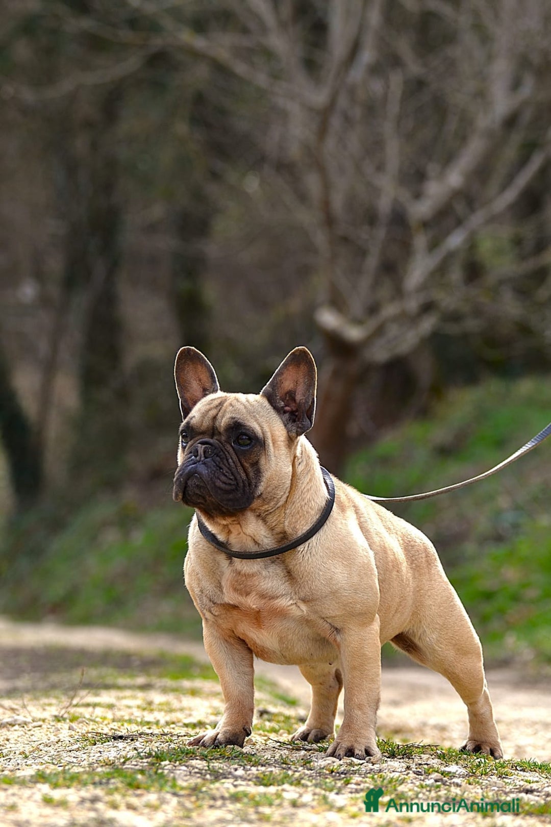 Bulldog Francese cani in vendita: Cucciolo maschio di bouledogue francese bringee  a Provincia di Rieti - Immagine 5
