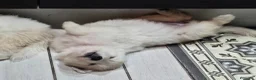 Pastore Svizzero cani in vendita: Cuccioli pastore svizzero bianco - Annuncio 11