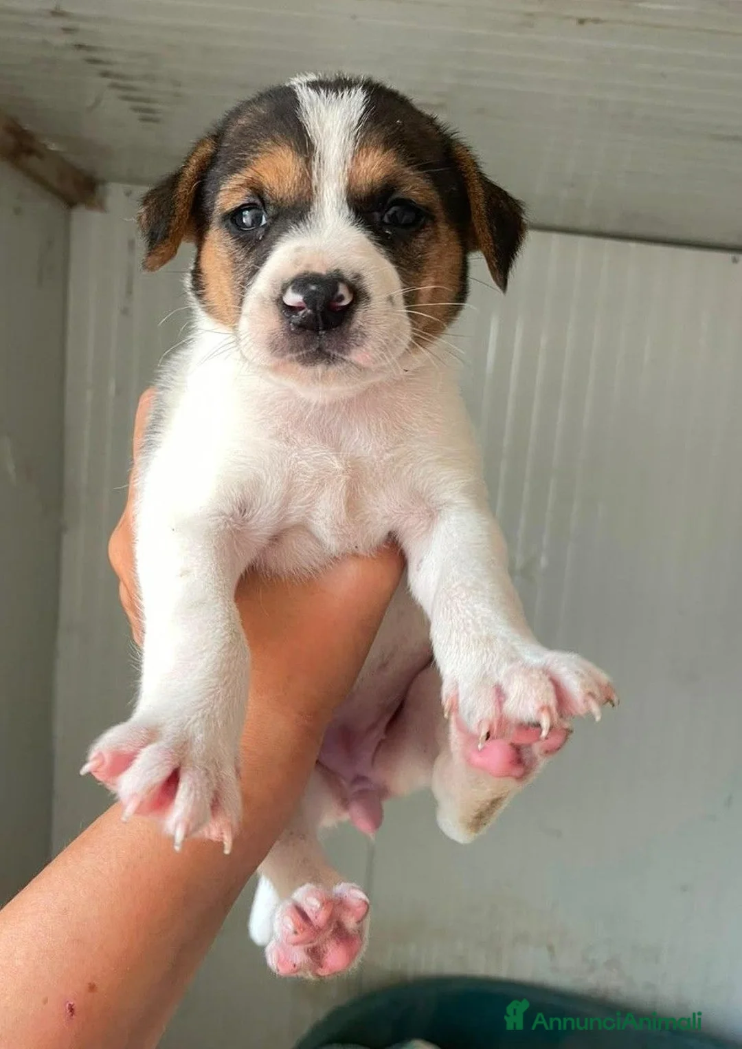 Meticcio cani in regalo: TENERI CUCCIOLOTTI : TARZAN E JANE a Città metropolitana di Roma Capitale - Annuncio 1