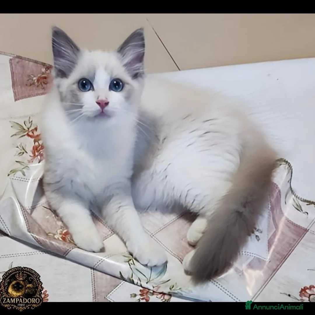 Ragdoll gatti in vendita: Ragdoll con pedegree senza obblighi  a Provincia di Piacenza - Annuncio 2
