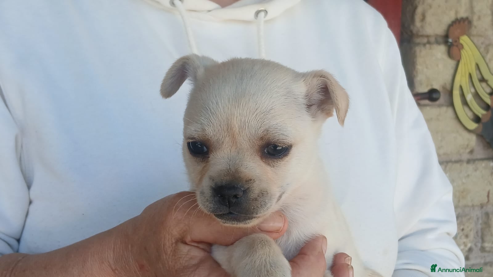 Meticcio cani ZELDA CERCA LA SUA FAMIGLIA PER LA VITA - Annuncio 17