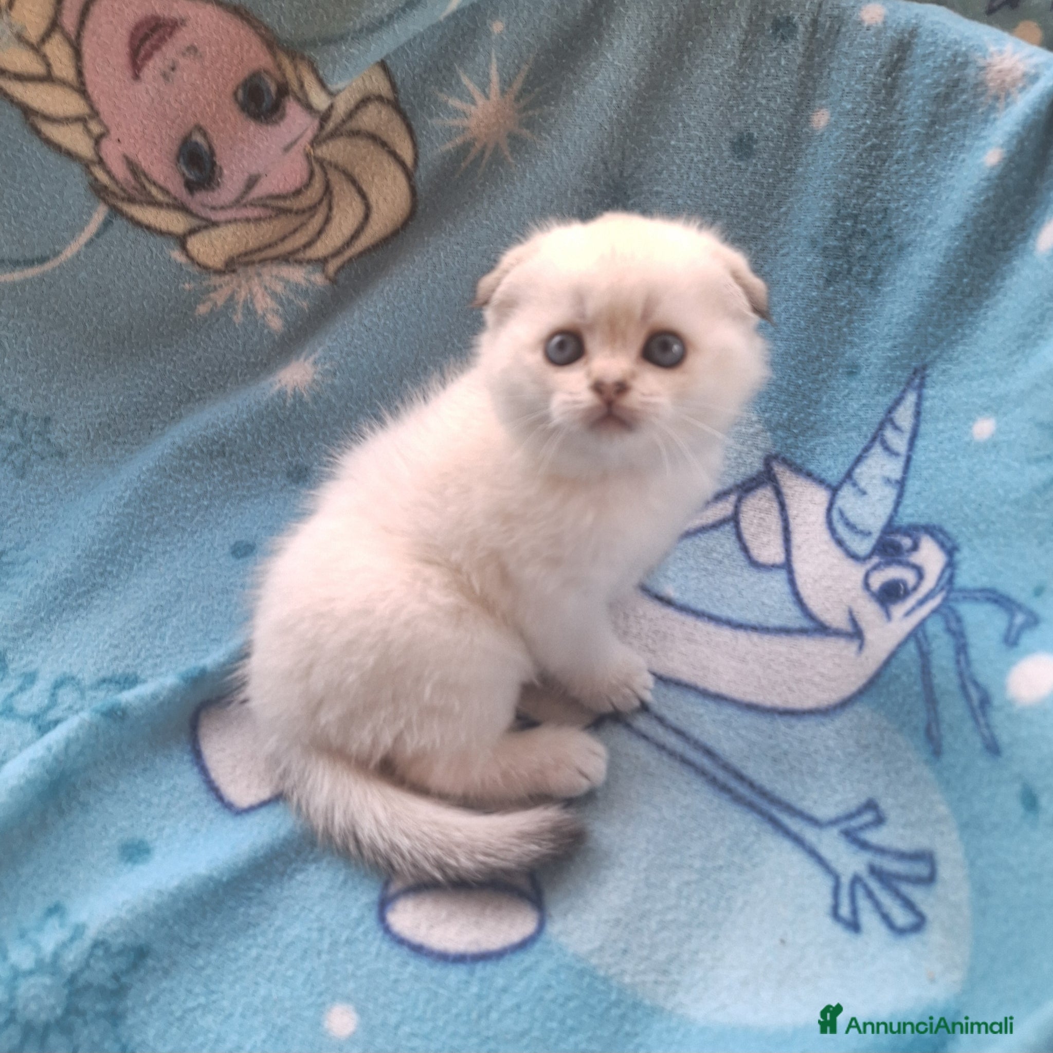 Scottish gatti Scottish Fold con pedigree Agi Campania - Annuncio 7