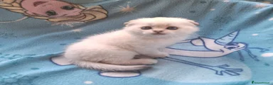 Scottish Gattino 2