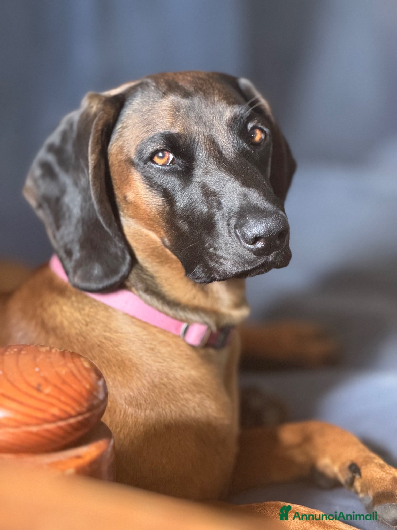 Segugio Bavarese cani Cuccioli di segugio bavarese  - Annuncio 17