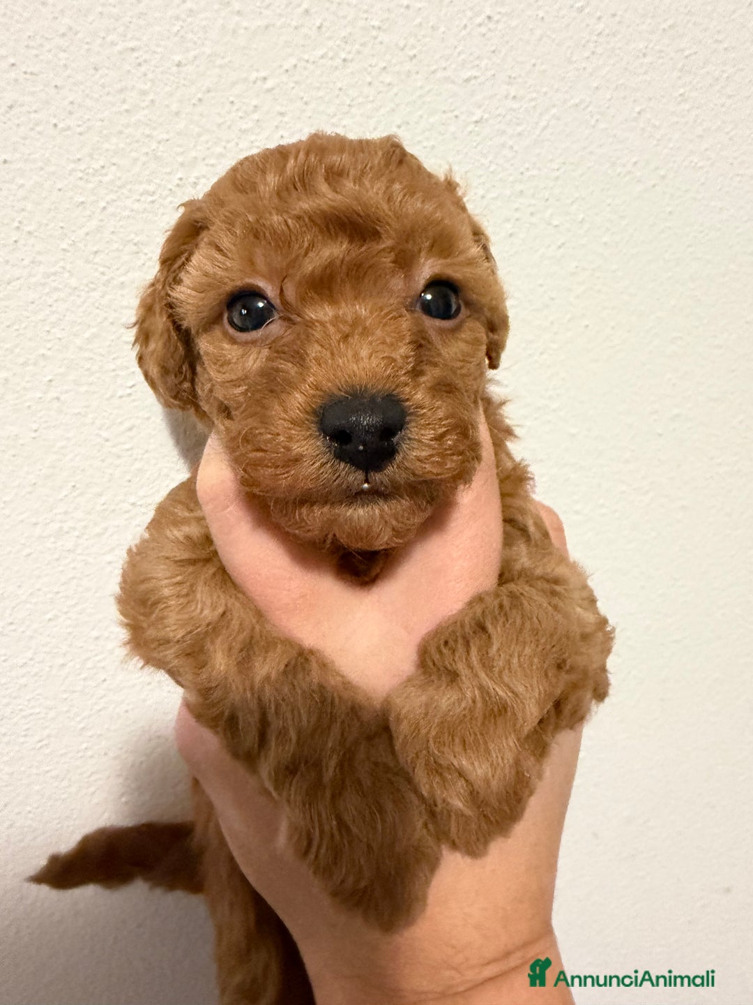 Barboncino cani in vendita: Il cucciolo cerca casa - Annuncio 2