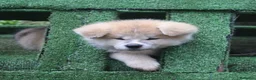 Akita Inu cani in vendita: CUCCIOLI DI AKITA INU  - Annuncio 7