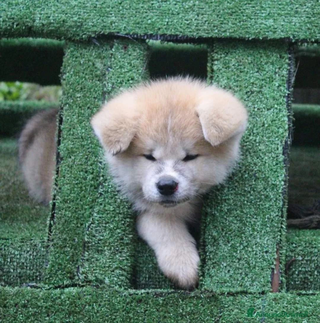 Akita Inu cani in vendita: CUCCIOLI DI AKITA INU  - Annuncio 7