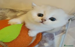 British gatti in vendita: British shortair  - Immagine 4