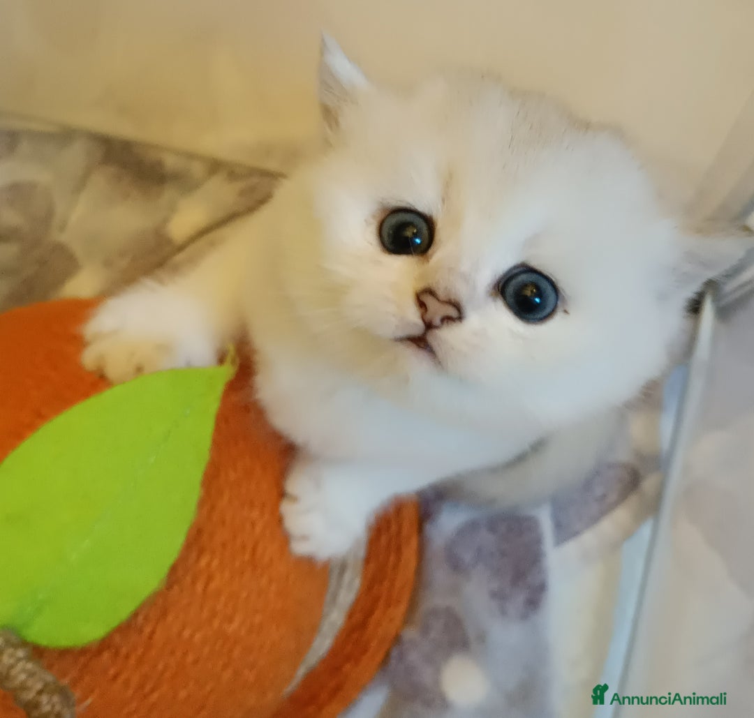 British gatti in vendita: British shortair  - Annuncio 4