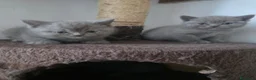 British gatti in vendita: Gattini brittish shorthair - Annuncio 3