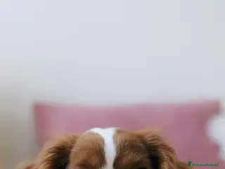 Affenpinscher cani aaaaaaaaaaaaaaaaaaaaaaaaaaaaaaaaaaaaaaa - Annuncio 2