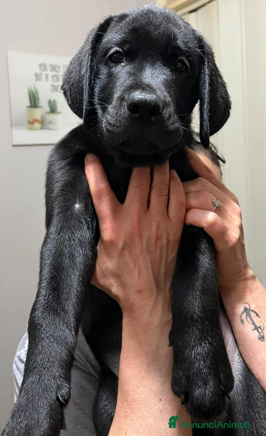 Labrador cani in vendita: Cuccioli labrador retriever  - Annuncio 2