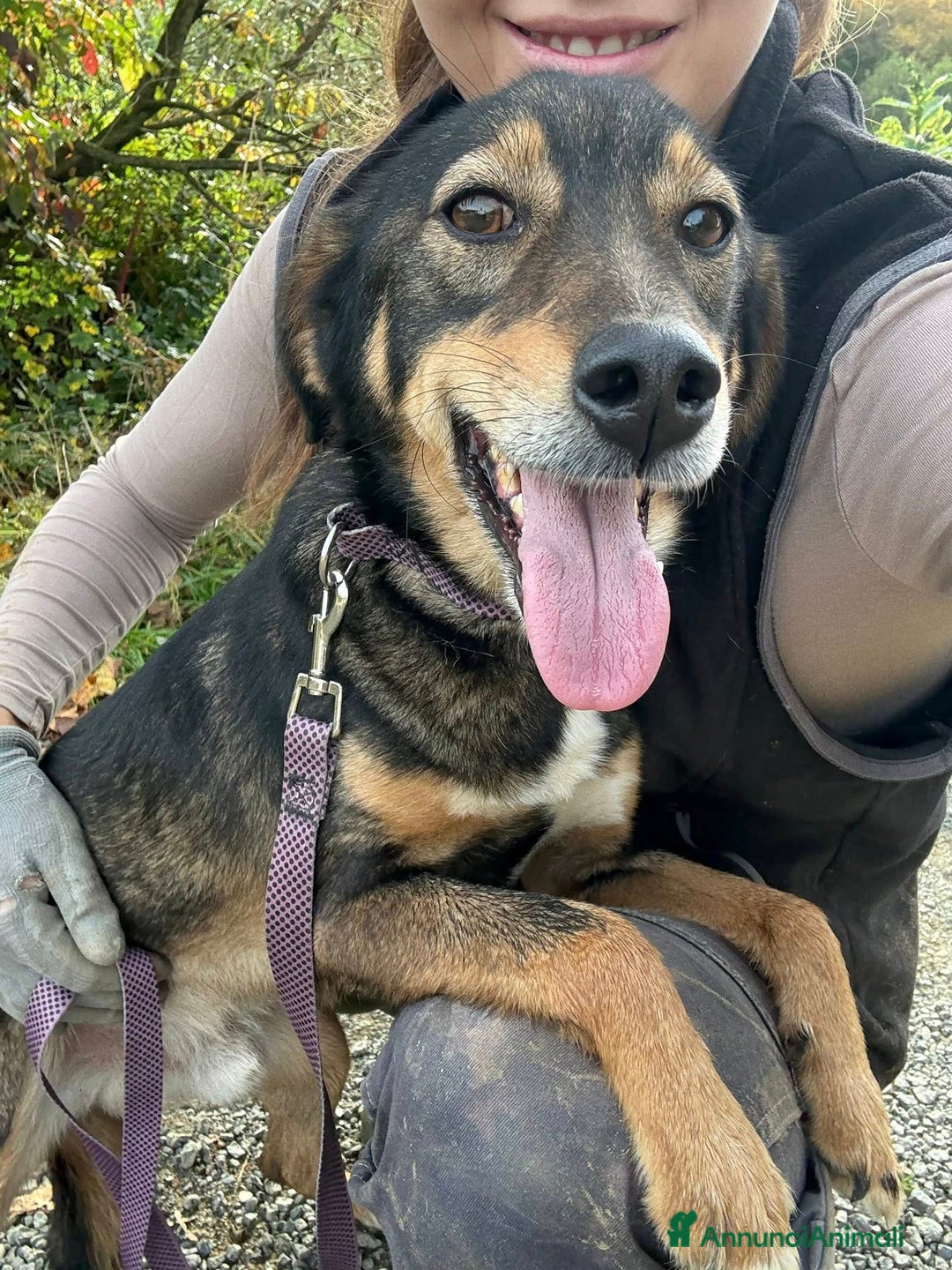 Meticcio cani in regalo: SPEEDY, cagnolino DOLCISSIMO abbandonato. - Annuncio 4