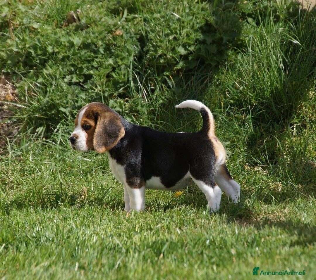 Beagle cani in vendita: Cuccioli di Beagle robusti e magnifici, KC Reg a Città metropolitana di Milano - Immagine 7