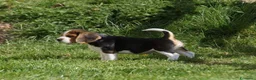 Beagle cani in vendita: Cuccioli di Beagle robusti e magnifici, KC Reg a Città metropolitana di Milano - Annuncio 7