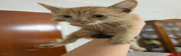 Altre razze gatti in regalo: Uno stallo per Eren - Annuncio 2
