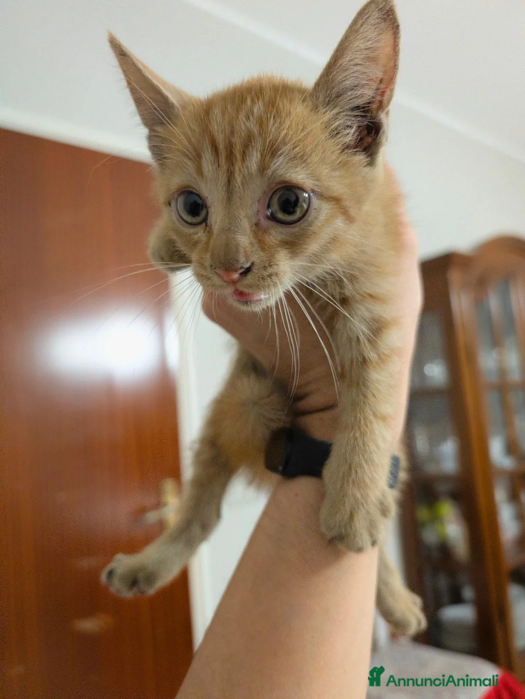 Altre razze gatti in regalo: Uno stallo per Eren - Annuncio 2