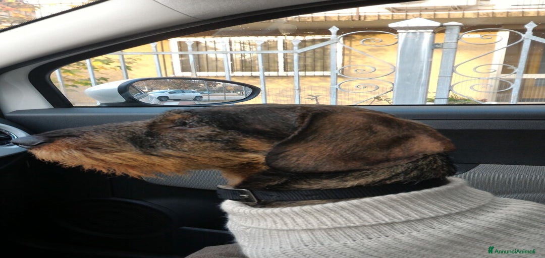 Immagine della galleria {{count}}