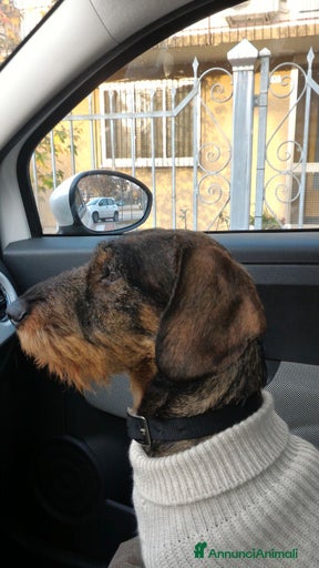 Immagine della galleria {{count}}