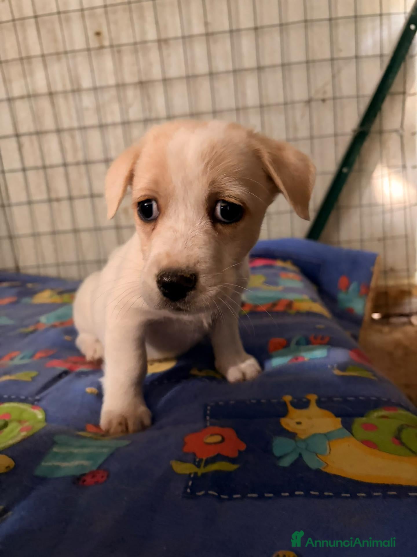 Meticcio cani LA TENERA NOCCIOLINA - Annuncio 28