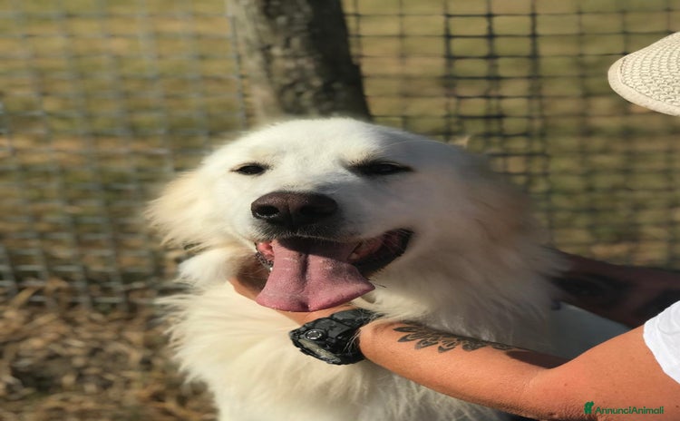 Meticcio cani a Provincia di Latina - Annuncio 9
