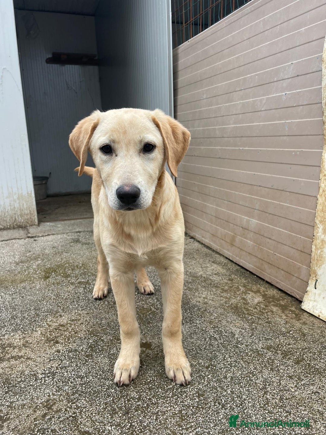 Labrador cani in regalo: IL BELLISSIMO NOEL - Annuncio 3