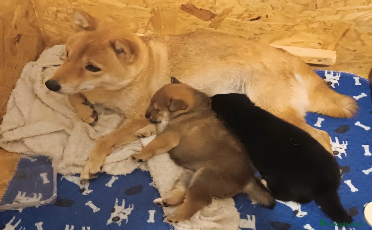 Shiba Inu cani Shiba Inu con pedigree  - Annuncio 1