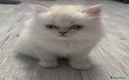 Persiano gatti in vendita: Gatto y a Provincia di Macerata - Immagine 4