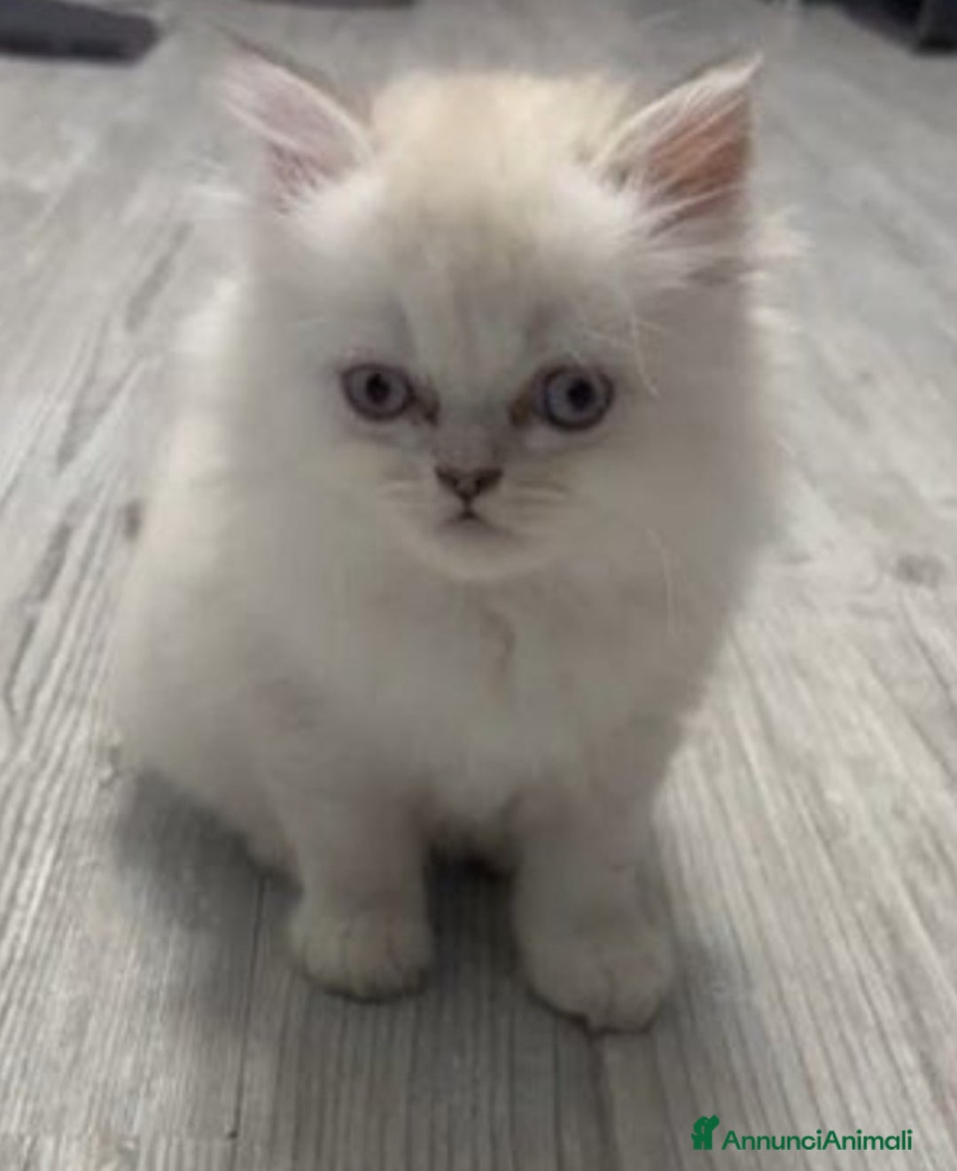 Persiano gatti in vendita: Gatto y a Provincia di Macerata - Immagine 4