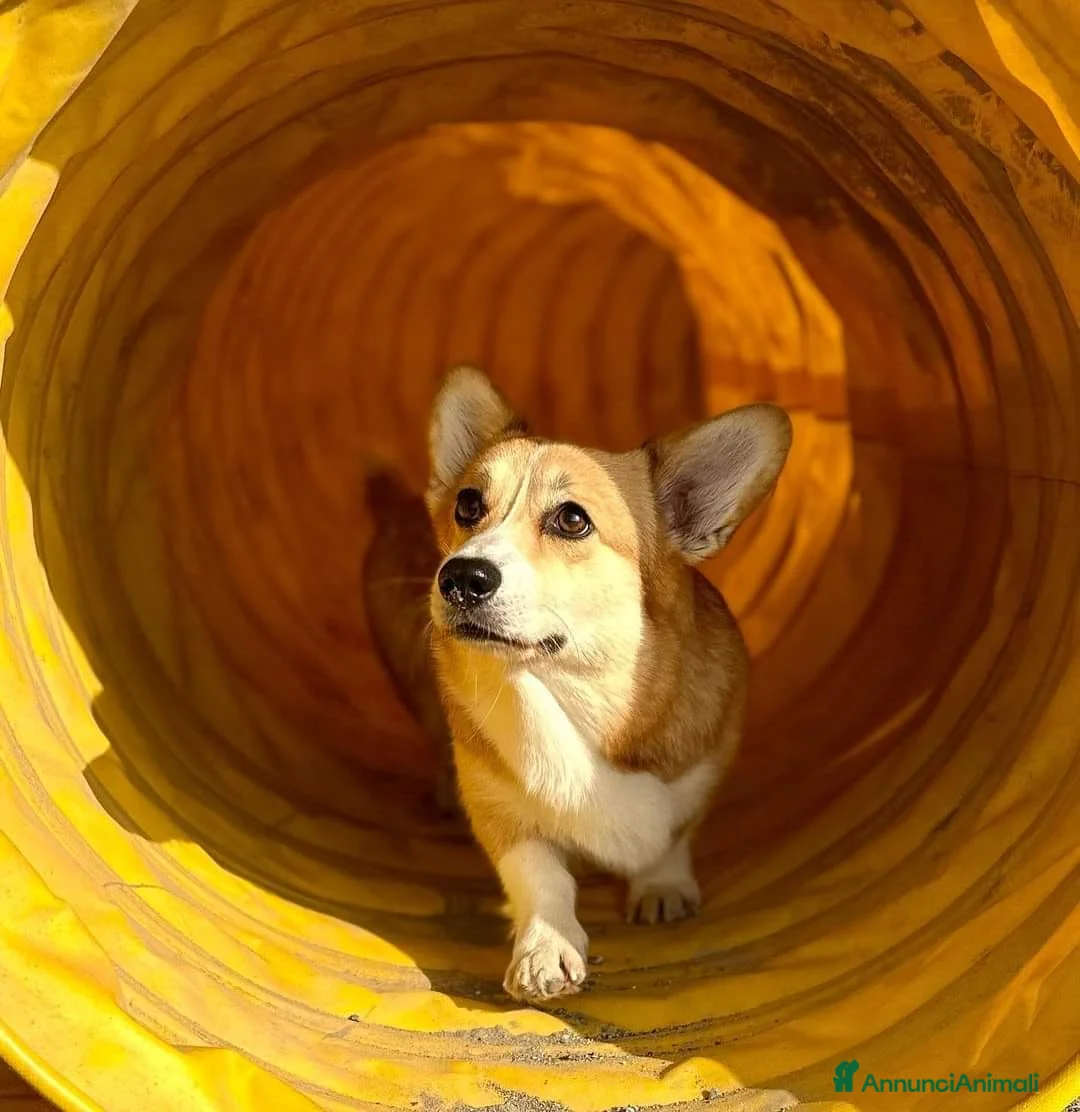 Immagine della galleria {{count}}