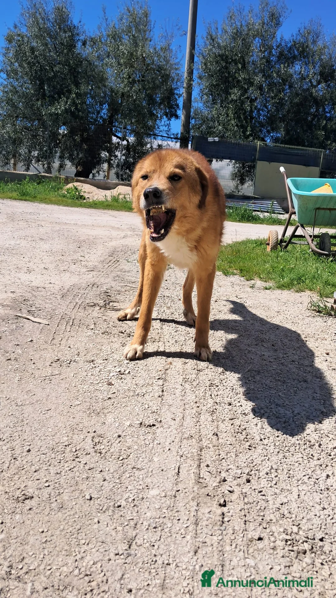 Meticcio cani in regalo: Ciao a tutti, mi chiamo BISCOTTO  a Provincia di Treviso - Annuncio 2
