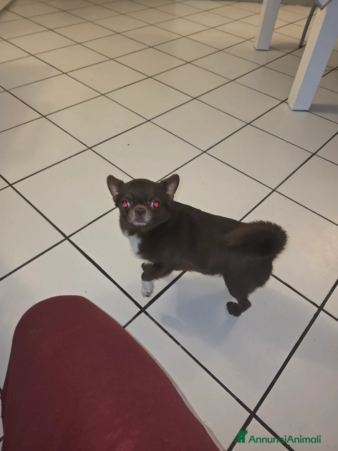 Chihuahua cani per accoppiamento: Chiuahua per accoppiamento  a Provincia di Ferrara - Annuncio 3