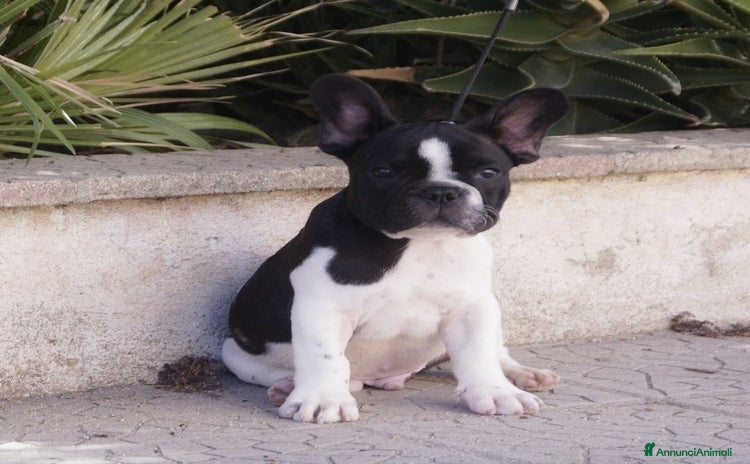 Bulldog Francese cani a Provincia di Cosenza - Annuncio 10