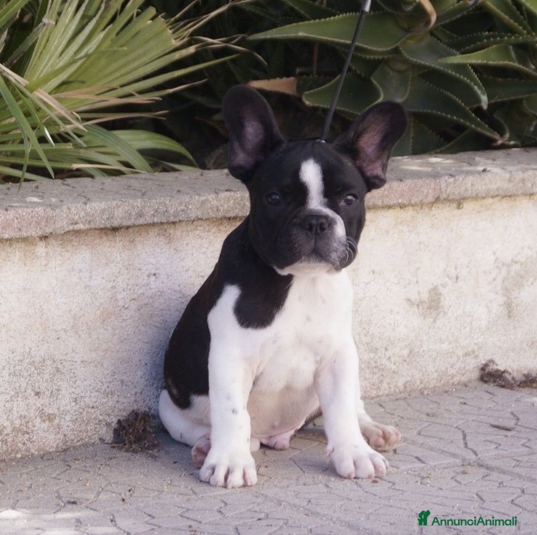 Bulldog Francese cani in vendita: Bulldog francese pedigree  a Provincia di Cosenza - Immagine 1