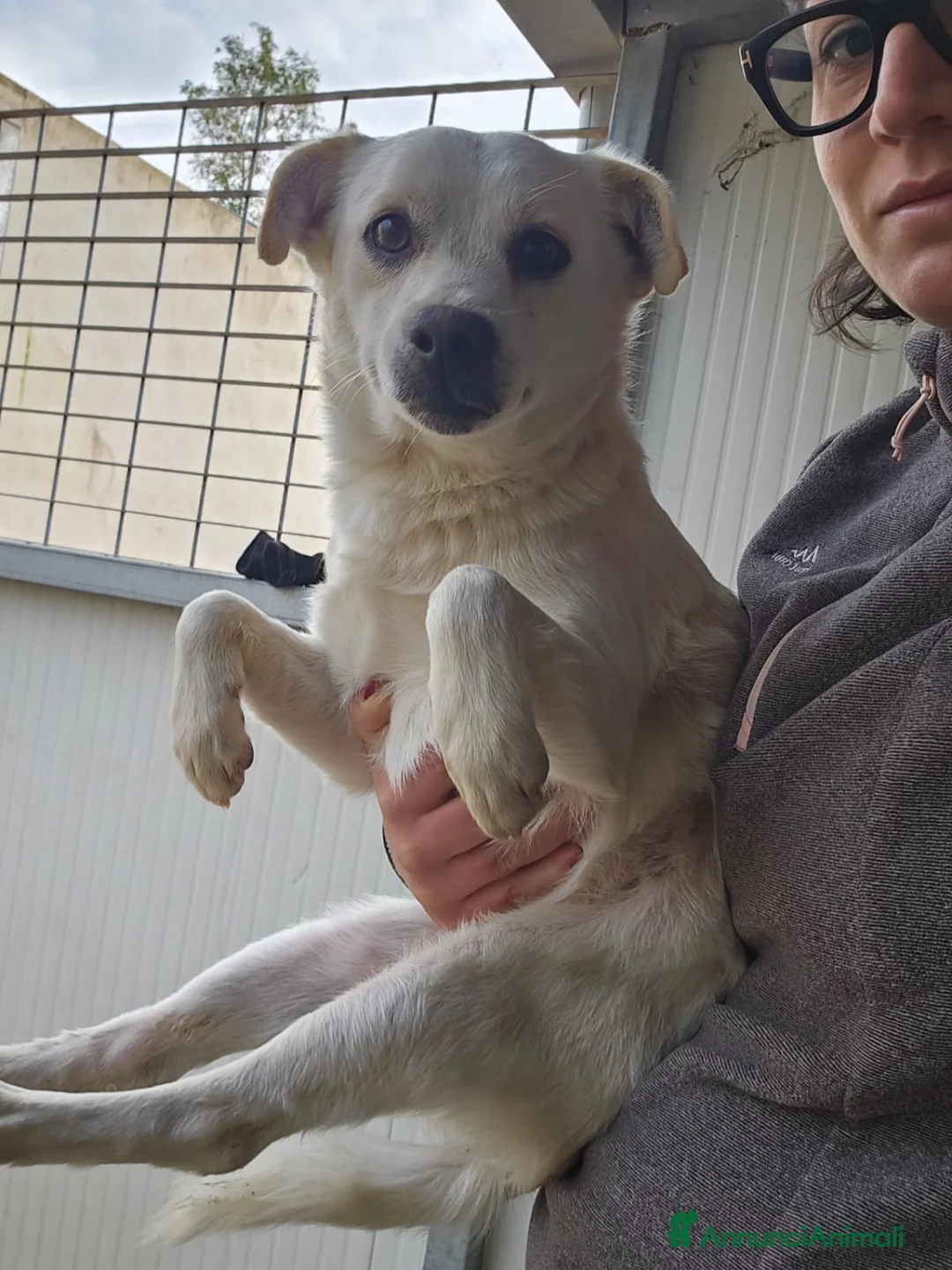 Meticcio cani in regalo: Boris: 1 anno taglia piccola  - Annuncio 5