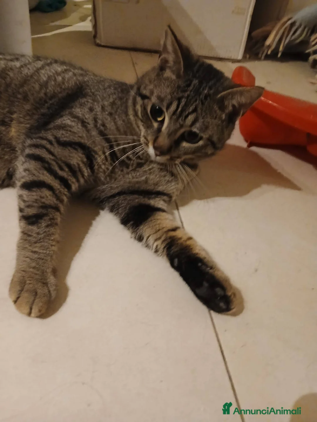 Meticcio gatti in regalo: Saisey micio coccolone - Annuncio 6