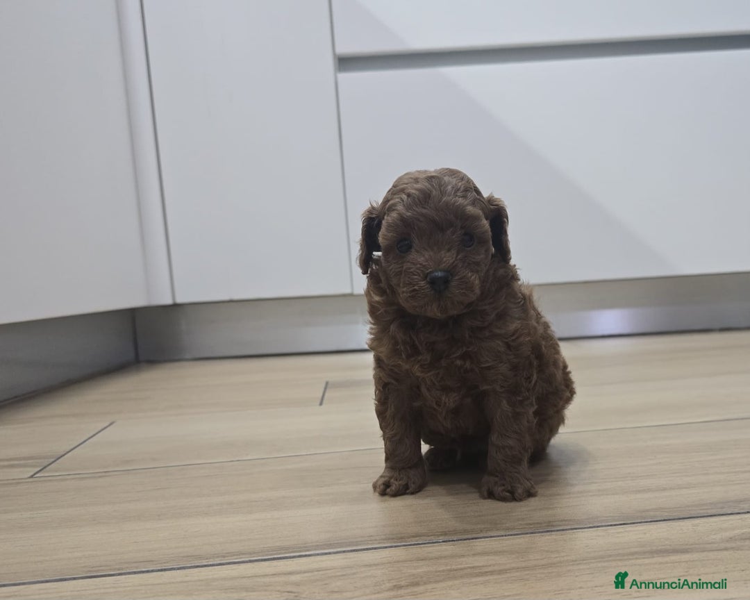 Barboncino Toy cani in vendita: Cucciolo barboncino red toy minitoy  - Annuncio 5