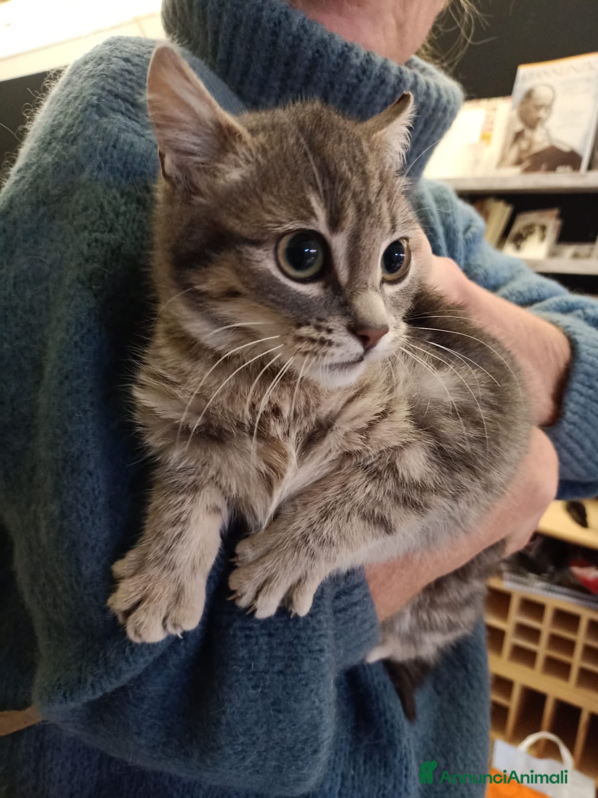 Europeo gatti Greys  - Annuncio 30