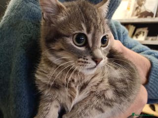 Europeo gatti Greys - Annuncio 30