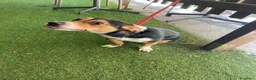 Jack Russell cani in regalo: Si chiama Venere - Annuncio 4