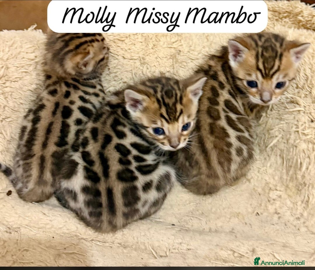 Bengala gatti in vendita: gatto bengala  - Annuncio 1